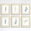 Botanical Prints Wall Art - Eucalyptus Leaves - (Set of 6) - 8x10s - Dream Big Printables