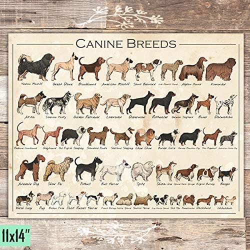 Canine Breeds Dog Art - Unframed - 11x14 - Dream Big Printables