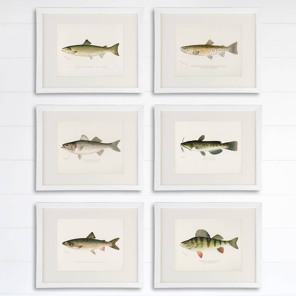Fish Wall Art Prints (Set of 6) - 8x10s