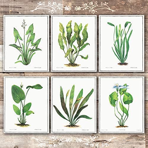 Vintage Aquatic Plants (Set of 6) - Unframed - 8x10s - Dream Big Printables