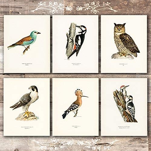 Vintage Bird Art Prints (Set of 6) - 8x10s - Dream Big Printables