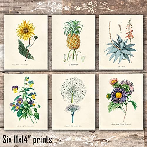 Vintage Botanical Art Prints (Set of 6) - Unframed - 11x14s - Dream Big Printables