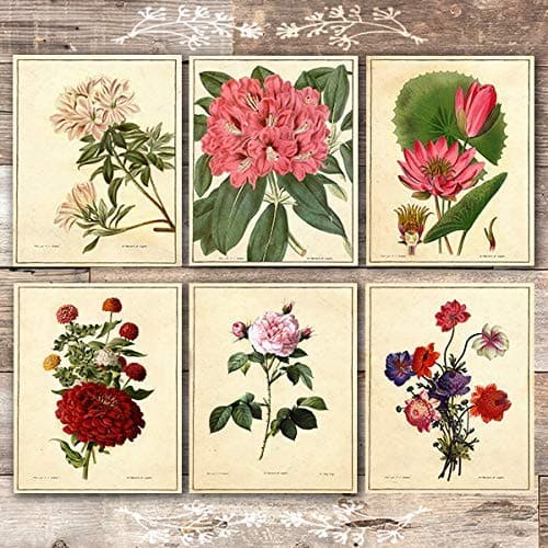 Vintage Botanical Flowers Art Prints (Set of 6) - Unframed - 8x10s - Dream Big Printables