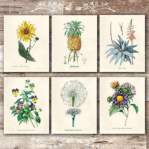 Vintage Botanical Prints Wall Art Prints (Set of 6) - Unframed - 8x10s - Dream Big Printables