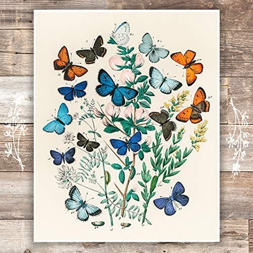 Vintage Butterfly Wall Art Print - 8x10 | Botanical Wall Decor - Dream Big Printables