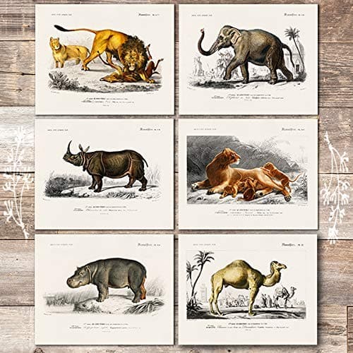 Vintage Exotic Animals Art Prints (Set of 6) - Unframed - 8x10s - Dream Big Printables