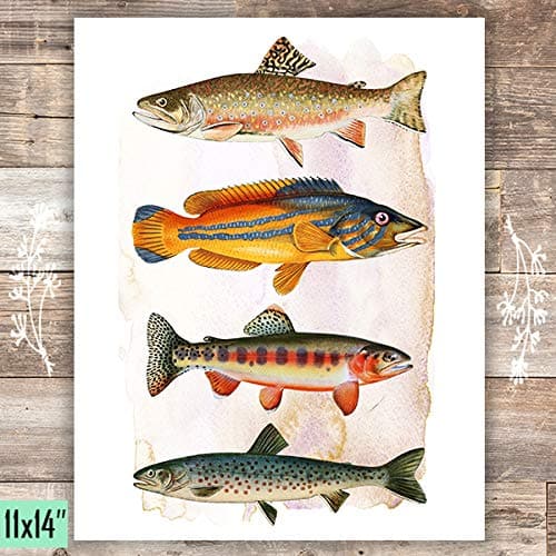 Vintage Fish Art Print - Unframed - 11x14 - Dream Big Printables