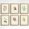 Vintage Roses Wall Art Prints (Set of 6) - 8x10s | Botanical Decor - Dream Big Printables