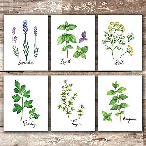 Botanical Prints Kitchen Herbs Wall Art - (Set of 6) - Unframed - 8x10s - Dream Big Printables