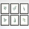 Eucalyptus Leaves | Botanical Prints Wall Art (Set of 6) - 8x10s - Dream Big Printables