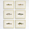 Fish Wall Art Prints (Set of 6) - 8x10s | Vintage Fishing Decor - Dream Big Printables