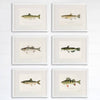 Fish Wall Art Prints (Set of 6) - 8x10s | Vintage Fishing Decor - Dream Big Printables