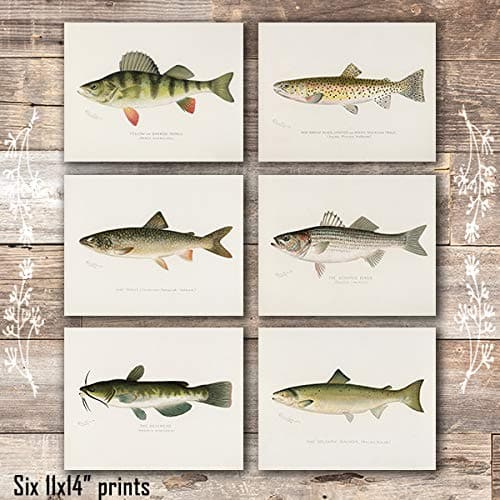 Fish Wall Art Prints (Set of 6) - Unframed - 11x14s - Dream Big Printables