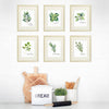 Kitchen Herbs Art Prints (Set of 6) - 8x10 - Dream Big Printables