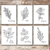 Kitchen Herbs Black & White Art Prints - Botanical Prints - (Set of 6) - 8x10s - Dream Big Printables