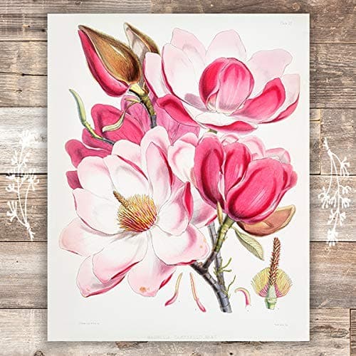 Pink Magnolia Art Print - Unframed - 8x10 | Botanical Prints Wall Art - Dream Big Printables