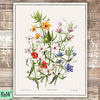 Varieties Of Anagallis Grandiflora Art Print - Unframed - 11x14 - Dream Big Printables