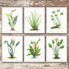Vintage Aquatic Plants (Set of 6) - Unframed - 8x10s - Dream Big Printables