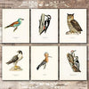 Vintage Bird Art Prints (Set of 6) - 8x10s - Dream Big Printables
