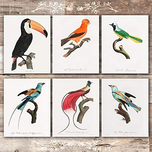 Vintage Birds of Paradise Art Prints (Set of 6) - 8x10s - Dream Big Printables