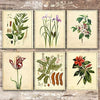 Vintage Botanical Flowers Art Prints (Set of 6) - Unframed - 8x10s - Dream Big Printables