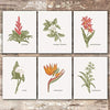 Vintage Botanical Wall Art Prints (Set of 6) - 8x10s | Flower Wall Art - Dream Big Printables