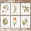 Vintage Botanical Wall Art Prints (Set of 6) - Unframed - 8x10s | Flower Wall Decor - Dream Big Printables
