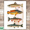 Vintage Fish Art Print - Unframed - 11x14 - Dream Big Printables