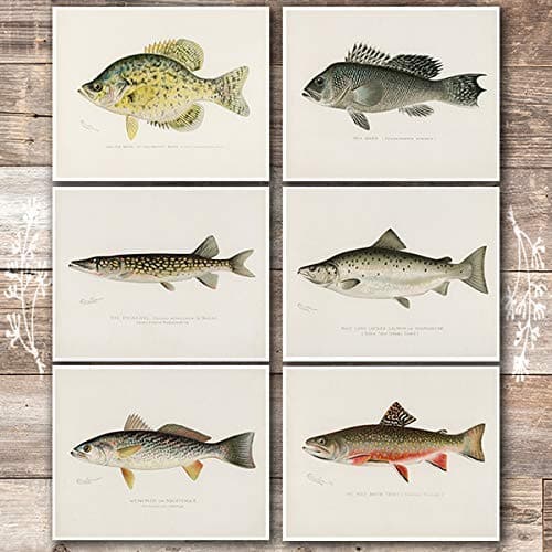 Vintage Fish Wall Art Prints (Set of 6) - 8x10s | Fishing Decor - Dream Big Printables