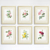 Vintage Flowers Wall Art Prints (Set of 6) - 8x10s | Roses - Dream Big Printables