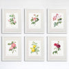 Vintage Flowers Wall Art Prints (Set of 6) - 8x10s | Roses - Dream Big Printables