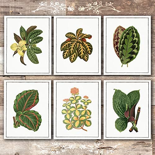 Vintage Foliage Botanical Art Prints (Set of 6) - Unframed - 8x10s - Dream Big Printables