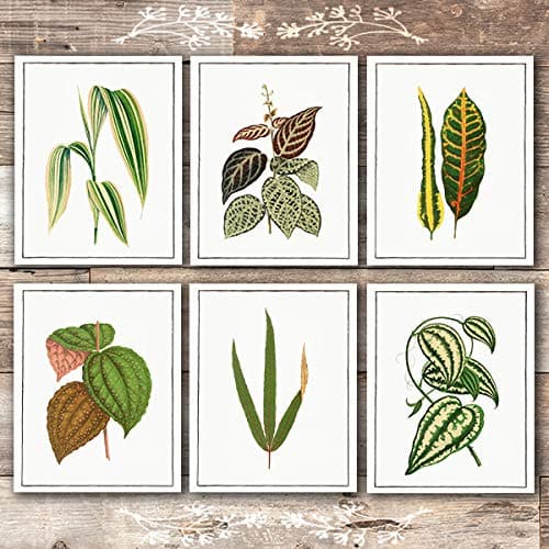 Vintage Foliage Botanical Art Prints (Set of 6) - Unframed - 8x10s - Dream Big Printables