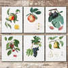 Vintage Fruit Art Prints - Kitchen Botanical Prints - (Set of 6) - Unframed - 8x10s - Dream Big Printables