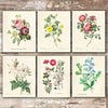Vintage Roses Wall Art Prints (Set of 6) - 8x10s | Botanical Decor - Dream Big Printables