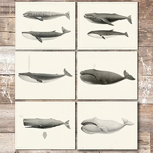 Vintage Whales Wall Art Prints (Set of 6) - Unframed - 8x10s | Beach Decor - Dream Big Printables